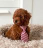 barboncini-toy-cuccioli-barboncino-red-pag-rate