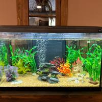 Acquario 60 litri