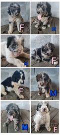 Cagnolini pastore bergamasco
