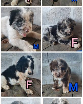 Cagnolini pastore bergamasco