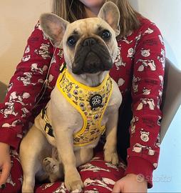 Bulldog francese con pedigree