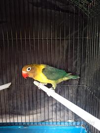 Inseparabile personata