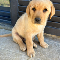 Cuccioli di labrador