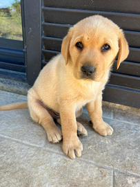 Cuccioli di labrador