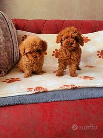 Cuccioli di barboncini mini toy M e F