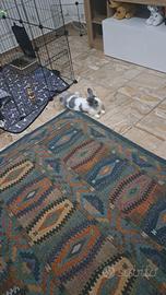 Coniglio testa di leone