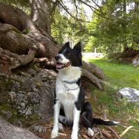 Due cucciolate di Border Collie