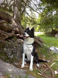 Due cucciolate di Border Collie