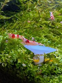 Caridina Crystal Red - Gambero acqua dolce