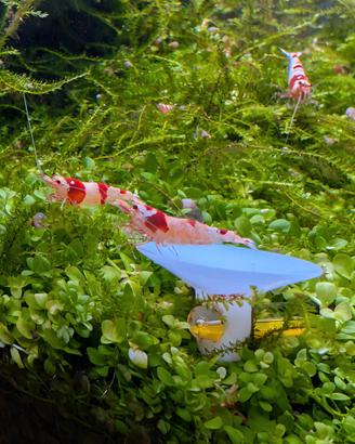 Caridina Crystal Red - Gambero acqua dolce