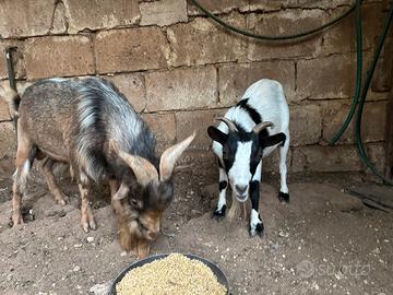 Coppia caprette tibetane