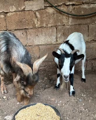 Coppia caprette tibetane