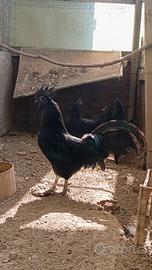 Aiman cemani