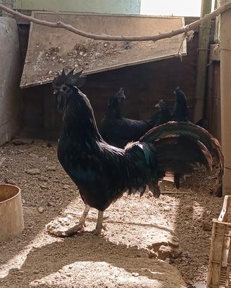 Aiman cemani