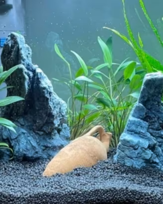 Acquario per pesci