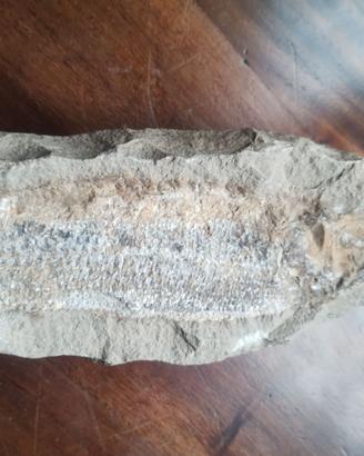 Pesce fossile