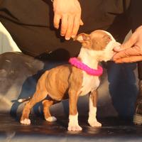 Cucciole di Pit Bull