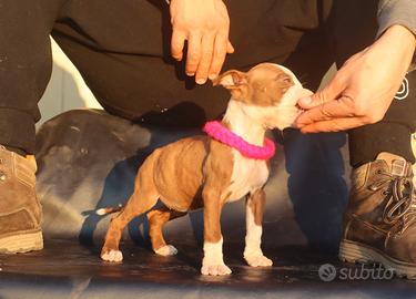 Cucciole di Pit Bull