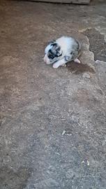 Border collie