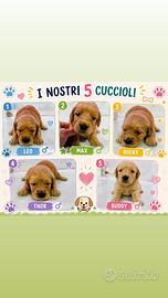 Cuccioli di Golden Retriver