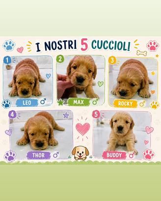 Cuccioli di Golden Retriver
