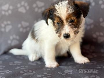 Jack Russell broken