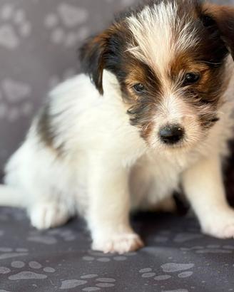 Jack Russell broken