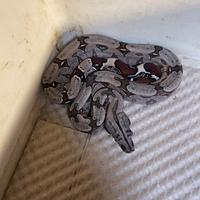 Boa constrictor suriname