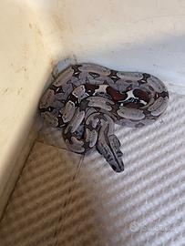 Boa constrictor suriname