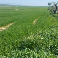 Seminativi con titoli Agea