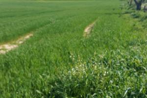 Seminativi con titoli Agea