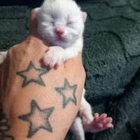 Cuccioli di british shorthair