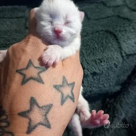 Cuccioli di british shorthair