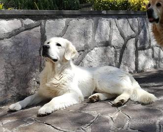 Golden maschi di 5 anni