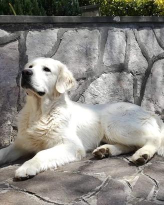 Golden maschi di 5 anni