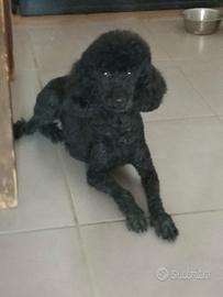 Cuccioli di barboncino