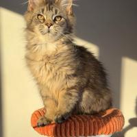 Maine coon femmine