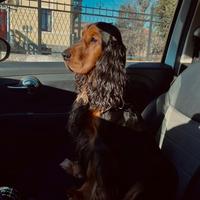 Cocker spaniel per accoppiamento