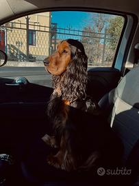 Cocker spaniel per accoppiamento