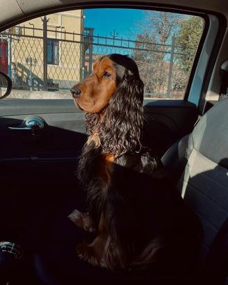 Cocker spaniel per accoppiamento