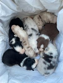 Cuccioli pastore australiano