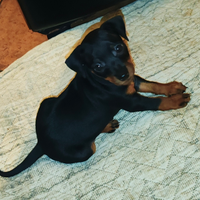 Cuccioli di Pinscher nano