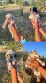 Setter da beccacce