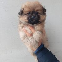 Spitz Pomerania femmina