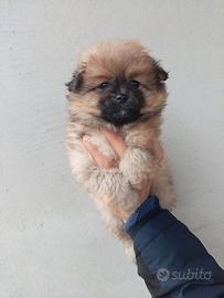 Spitz Pomerania femmina