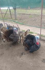 Tacchino castano d'italia