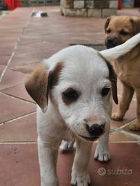 Cagnolina tenera (Nilla)