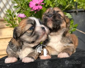 Barboncino. Maltipoo. No Lhasa Apso