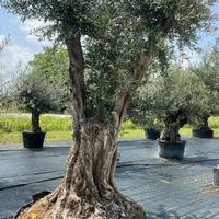 OLIVO SECOLARE VERDIAL ESEMPLARE