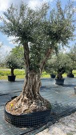 OLIVO SECOLARE VERDIAL ESEMPLARE